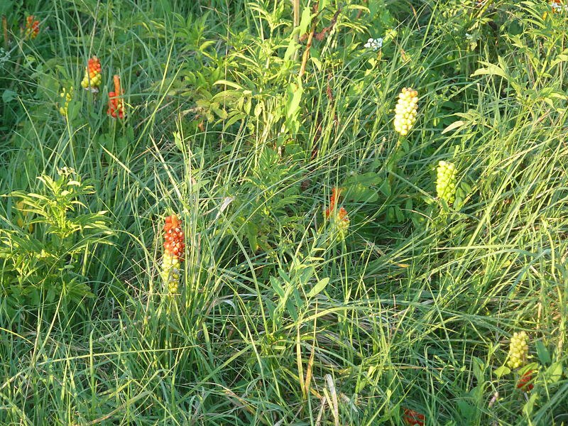 Parco della Caffarella - Arum italicum